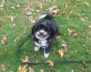 Daisy in leaves