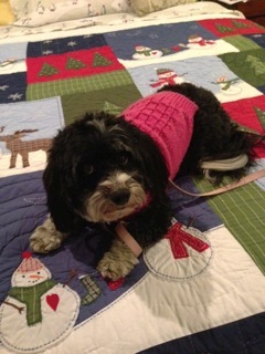 Daisy on quilt