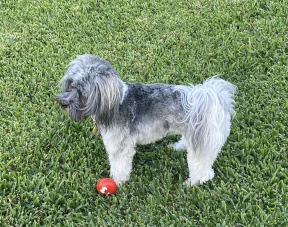 Max in TX on lawn with ball IMG 4291